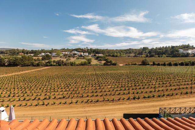 A vista do terraço: vinhas e colinas